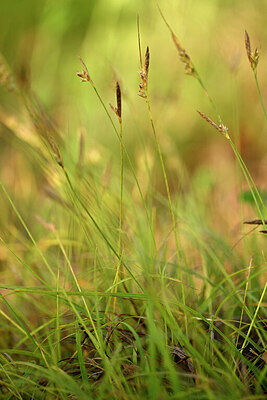 BUITEN BEELD Foto: 438598