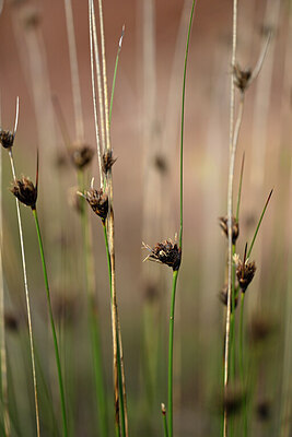 BUITEN BEELD Foto: 438600