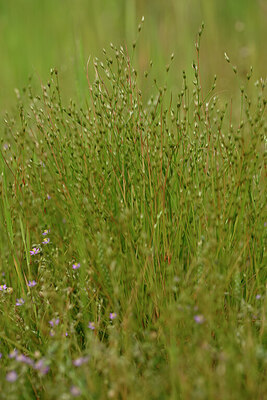 BUITEN BEELD Foto: 438601