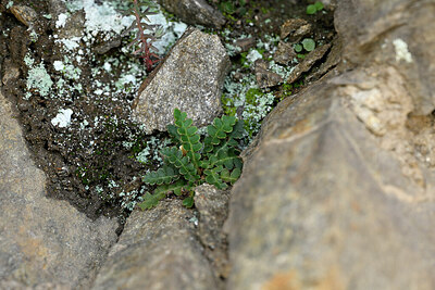 BUITEN BEELD Foto: 438604