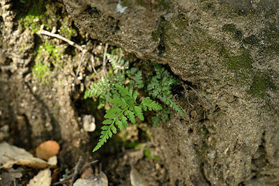 BUITEN BEELD Foto: 438607