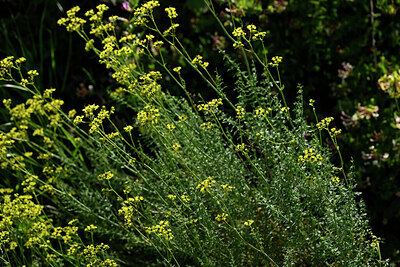 BUITEN BEELD Foto: 438613