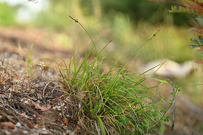 BUITEN BEELD Foto: 438619