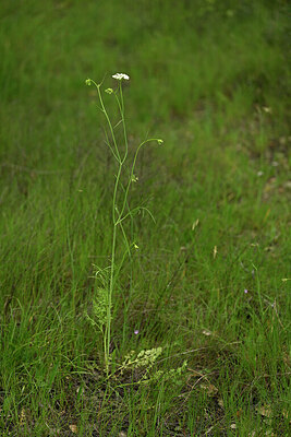 BUITEN BEELD Foto: 438620