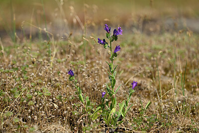 BUITEN BEELD Foto: 438621