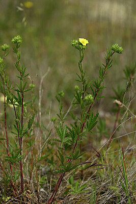 BUITEN BEELD Foto: 438622