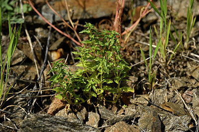 BUITEN BEELD Foto: 438623