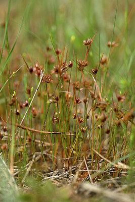 BUITEN BEELD Foto: 438624