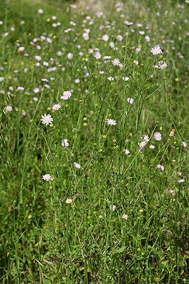 BUITEN BEELD Foto: 438625