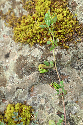 BUITEN BEELD Foto: 438629