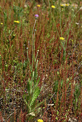 BUITEN BEELD Foto: 438634