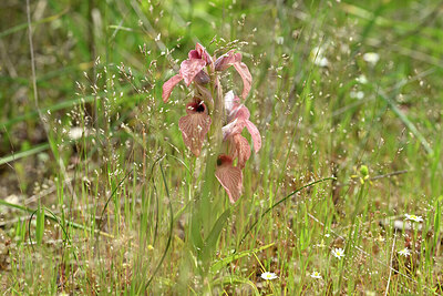BUITEN BEELD Foto: 438635