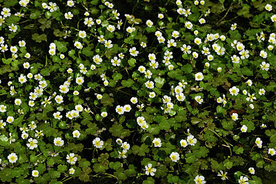 BUITEN BEELD Foto: 438637