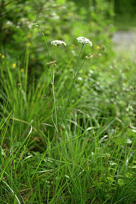BUITEN BEELD Foto: 438639