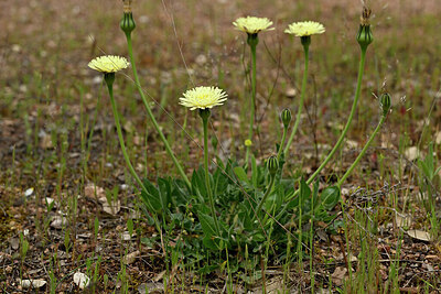 BUITEN BEELD Foto: 438640