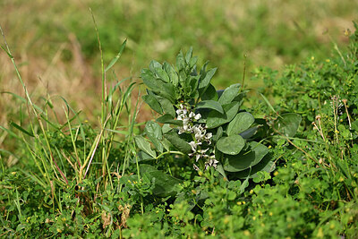 BUITEN BEELD Foto: 438642