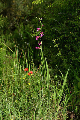 BUITEN BEELD Foto: 438643