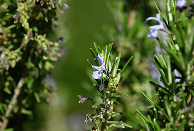 BUITEN BEELD Foto: 438645