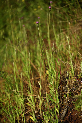 BUITEN BEELD Foto: 438647