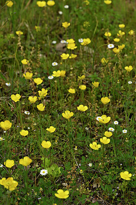 BUITEN BEELD Foto: 438649