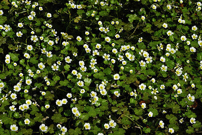 BUITEN BEELD Foto: 438651