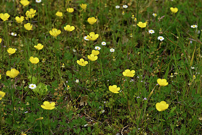 BUITEN BEELD Foto: 438653