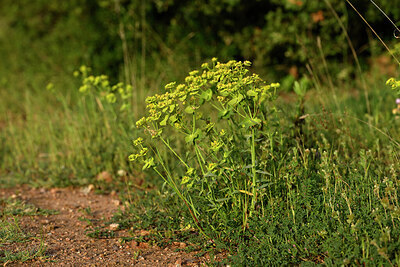 BUITEN BEELD Foto: 438655