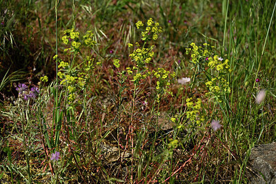 BUITEN BEELD Foto: 438657