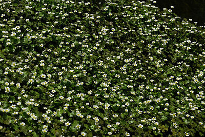 BUITEN BEELD Foto: 438659