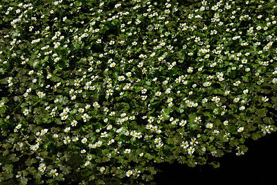 BUITEN BEELD Foto: 438663