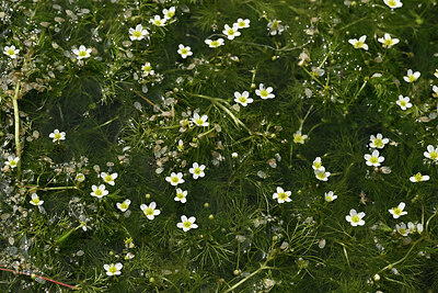 BUITEN BEELD Foto: 438665