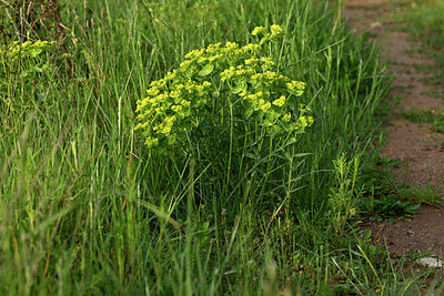 BUITEN BEELD Foto: 438666