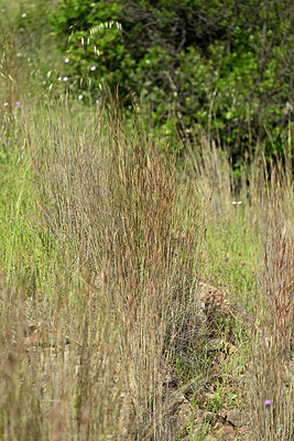 BUITEN BEELD Foto: 438672