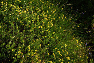 BUITEN BEELD Foto: 438673