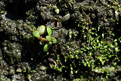 BUITEN BEELD Foto: 438674