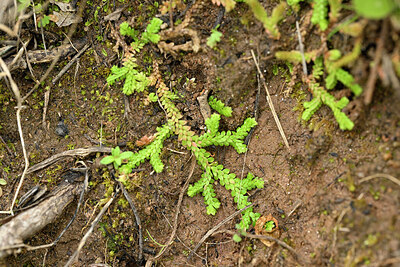 BUITEN BEELD Foto: 438680