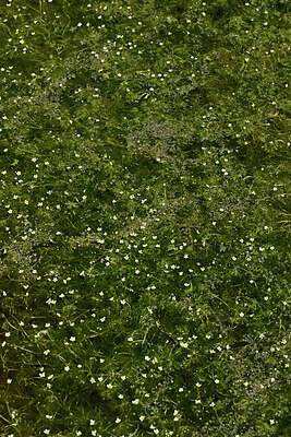 BUITEN BEELD Foto: 438681