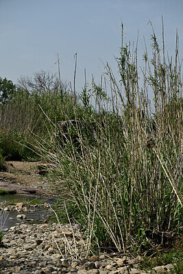 BUITEN BEELD Foto: 438683