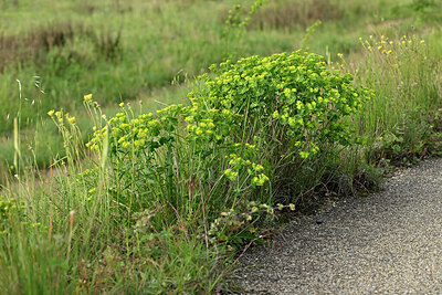 BUITEN BEELD Foto: 438684