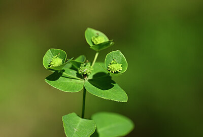 BUITEN BEELD Foto: 438689