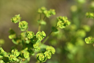 BUITEN BEELD Foto: 438691
