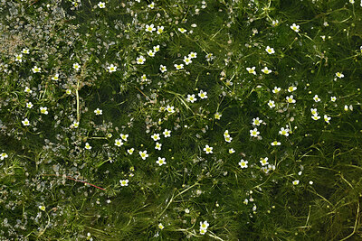 BUITEN BEELD Foto: 438692