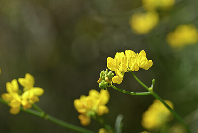 BUITEN BEELD Foto: 438695
