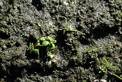 BUITEN BEELD Foto: 438699