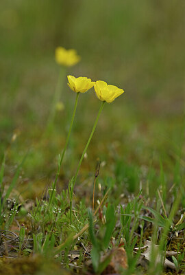 BUITEN BEELD Foto: 438701