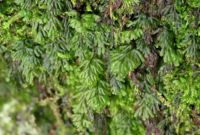 BUITEN BEELD Foto: 438707