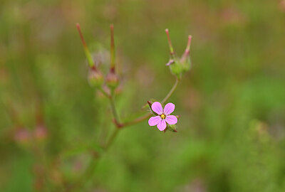 BUITEN BEELD Foto: 438708