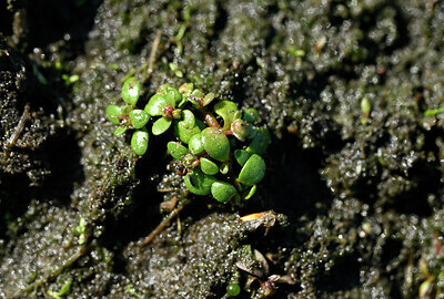 BUITEN BEELD Foto: 438711