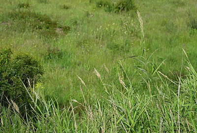 BUITEN BEELD Foto: 438714