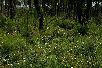 BUITEN BEELD Foto: 438716